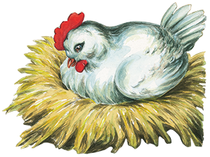 La gallina di Mariarosa